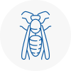 Leominster Wasp Nest Removal